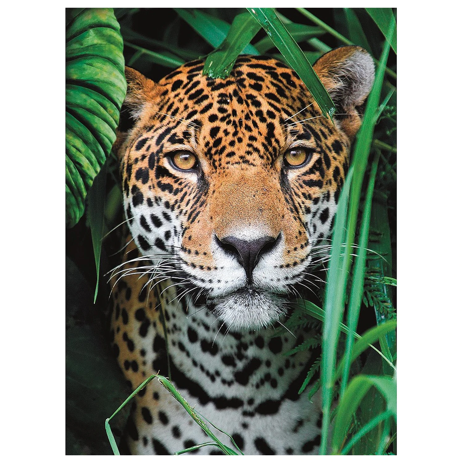 Animal Jaguar puzzle de 500 de piese poza produsului
