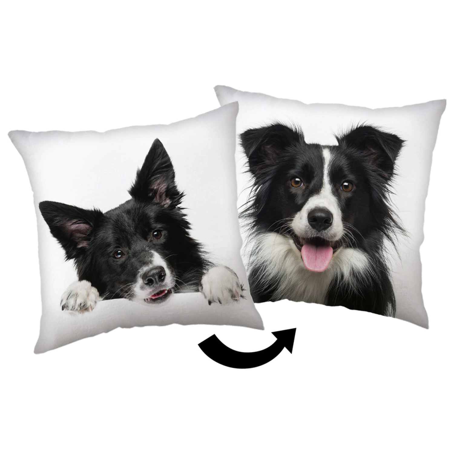 Border Collie perna poza produsului