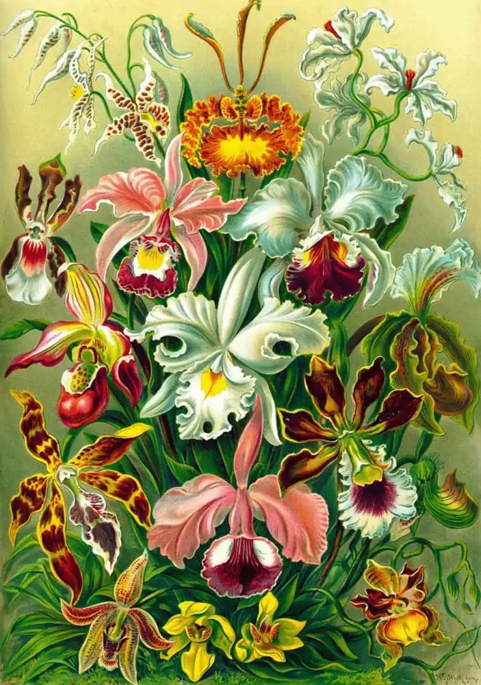 Puzzle Ernst Haeckel Orchid (1000 de piese) poza produsului