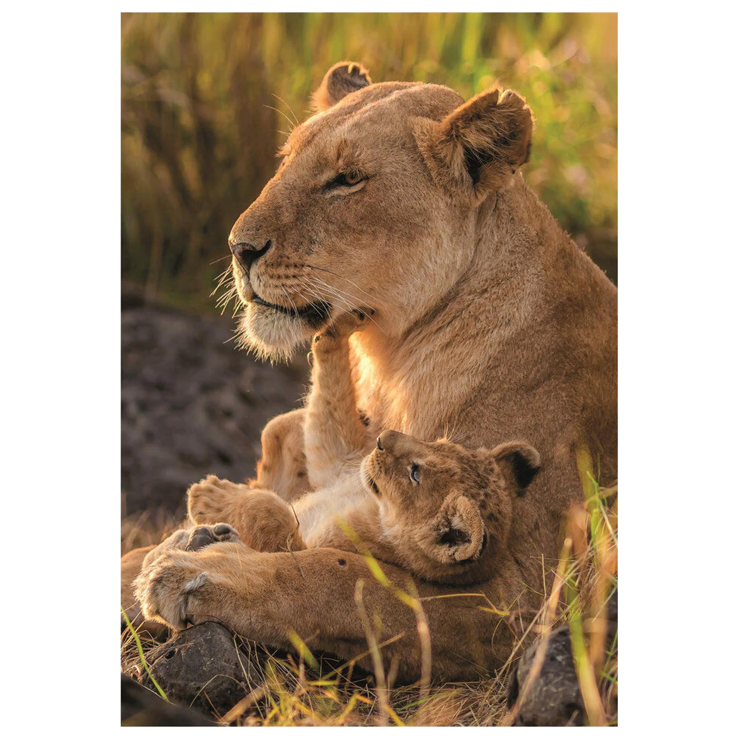 Feline Love puzzle 500 piese poza produsului
