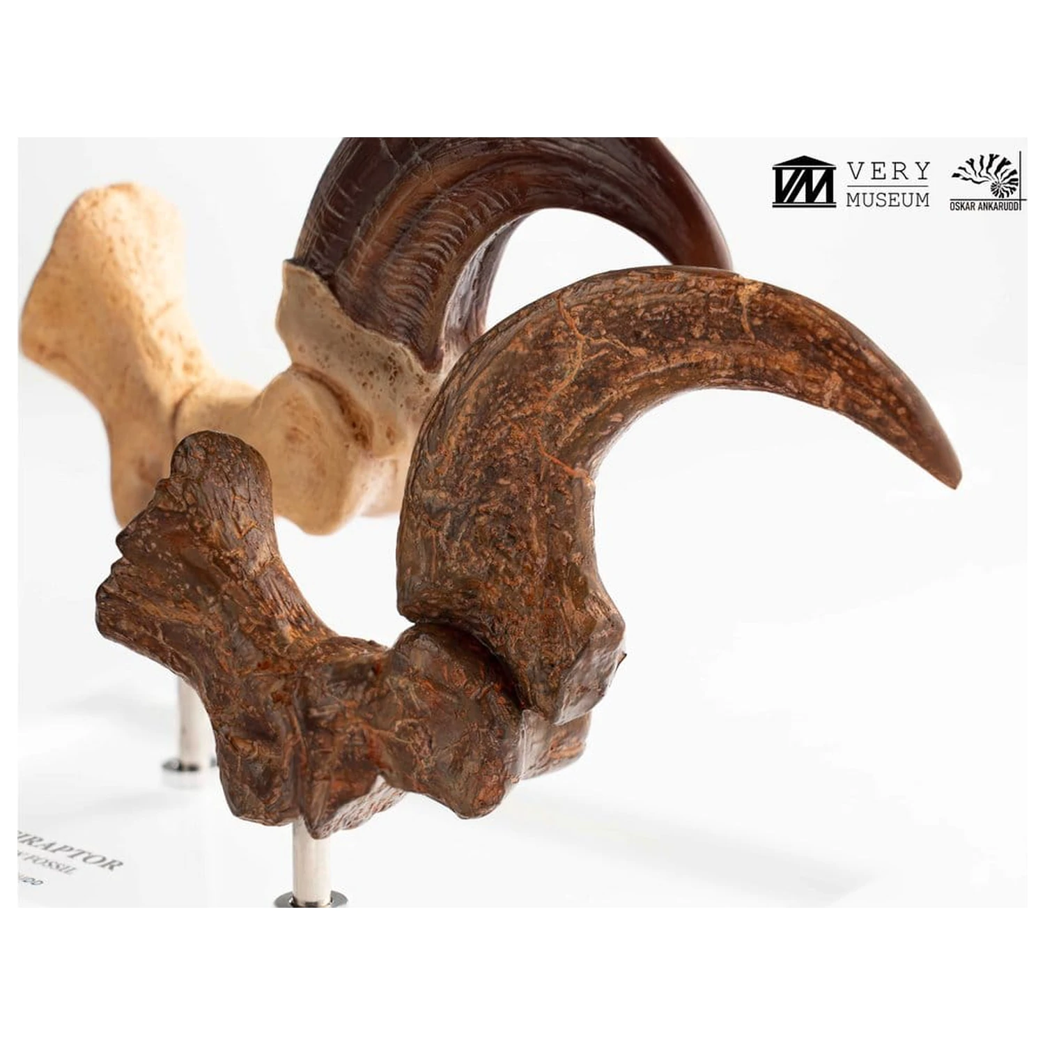 Jurassic Park ECC Elite Creature Line Statuie Gheara piciorului si setul de gheare fosilizate Velociraptor 20 cm poza produsului