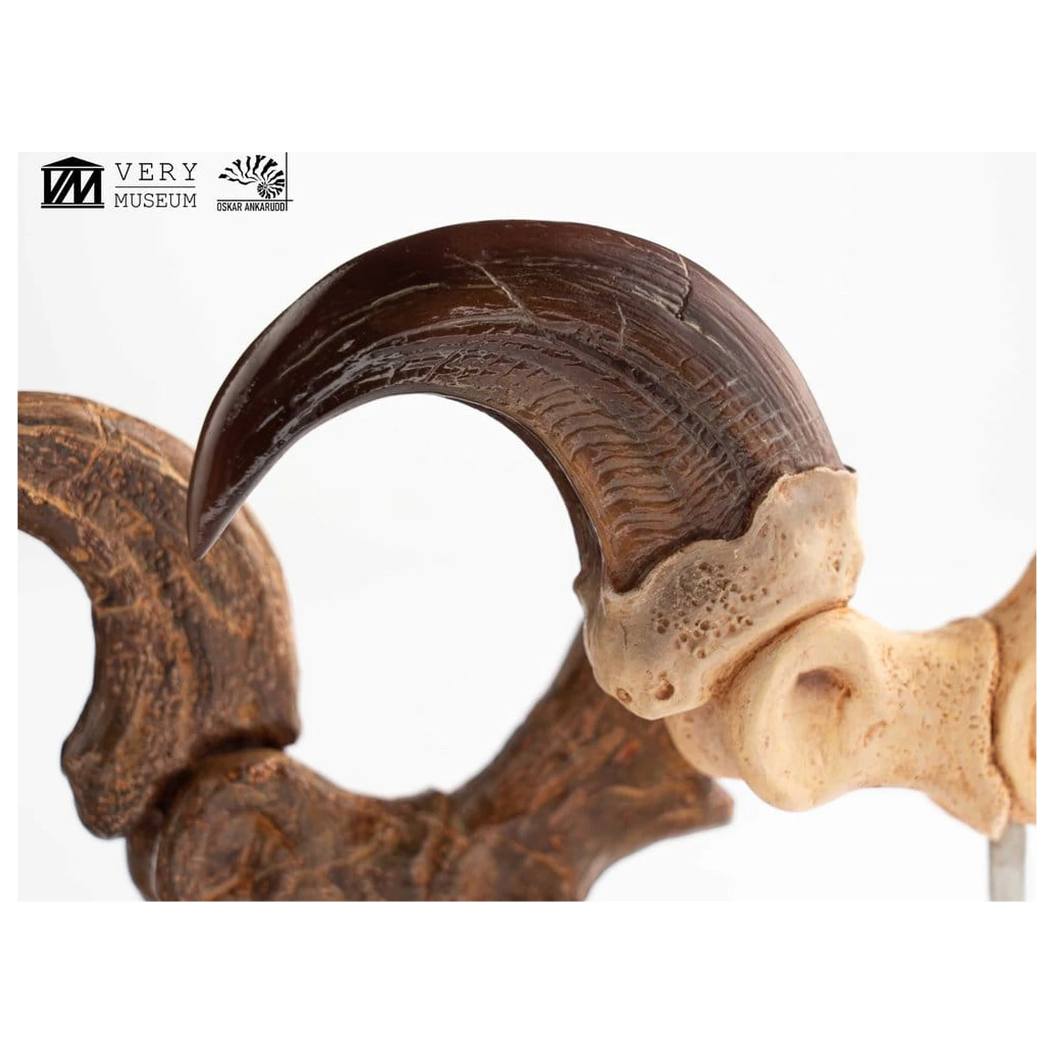 Jurassic Park ECC Elite Creature Line Statuie Gheara piciorului si setul de gheare fosilizate Velociraptor 20 cm poza produsului