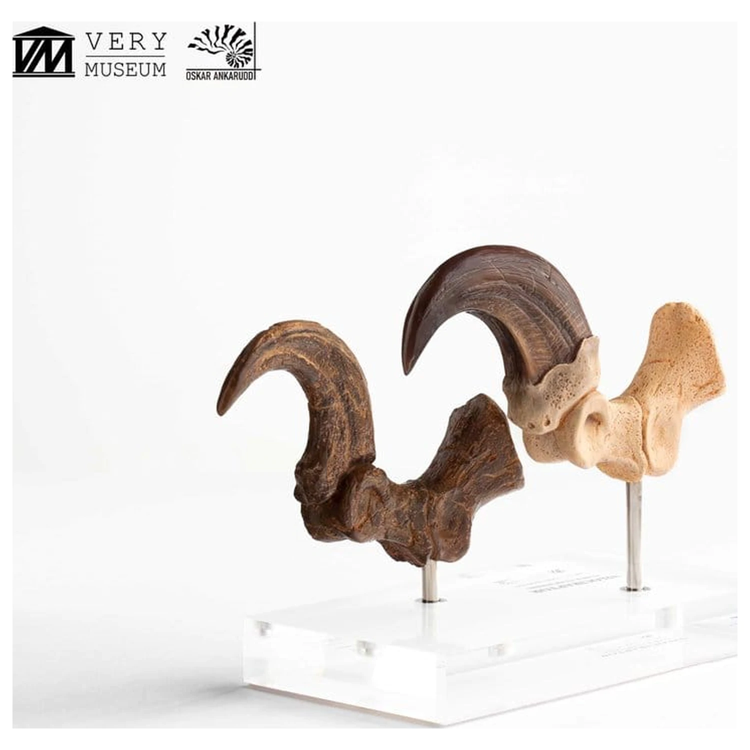 Jurassic Park ECC Elite Creature Line Statuie Gheara piciorului si setul de gheare fosilizate Velociraptor 20 cm poza produsului