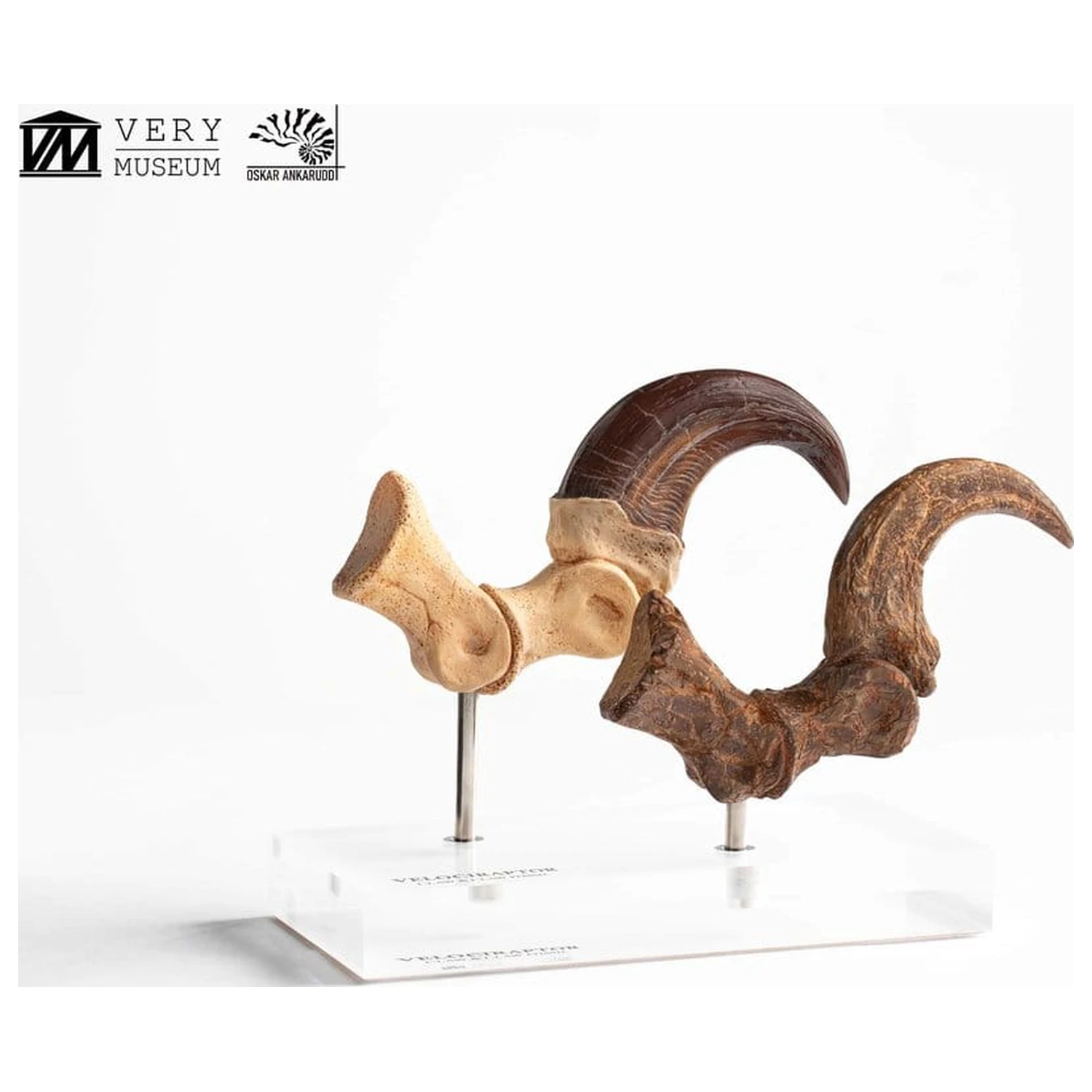 Jurassic Park ECC Elite Creature Line Statuie Gheara piciorului si setul de gheare fosilizate Velociraptor 20 cm poza produsului