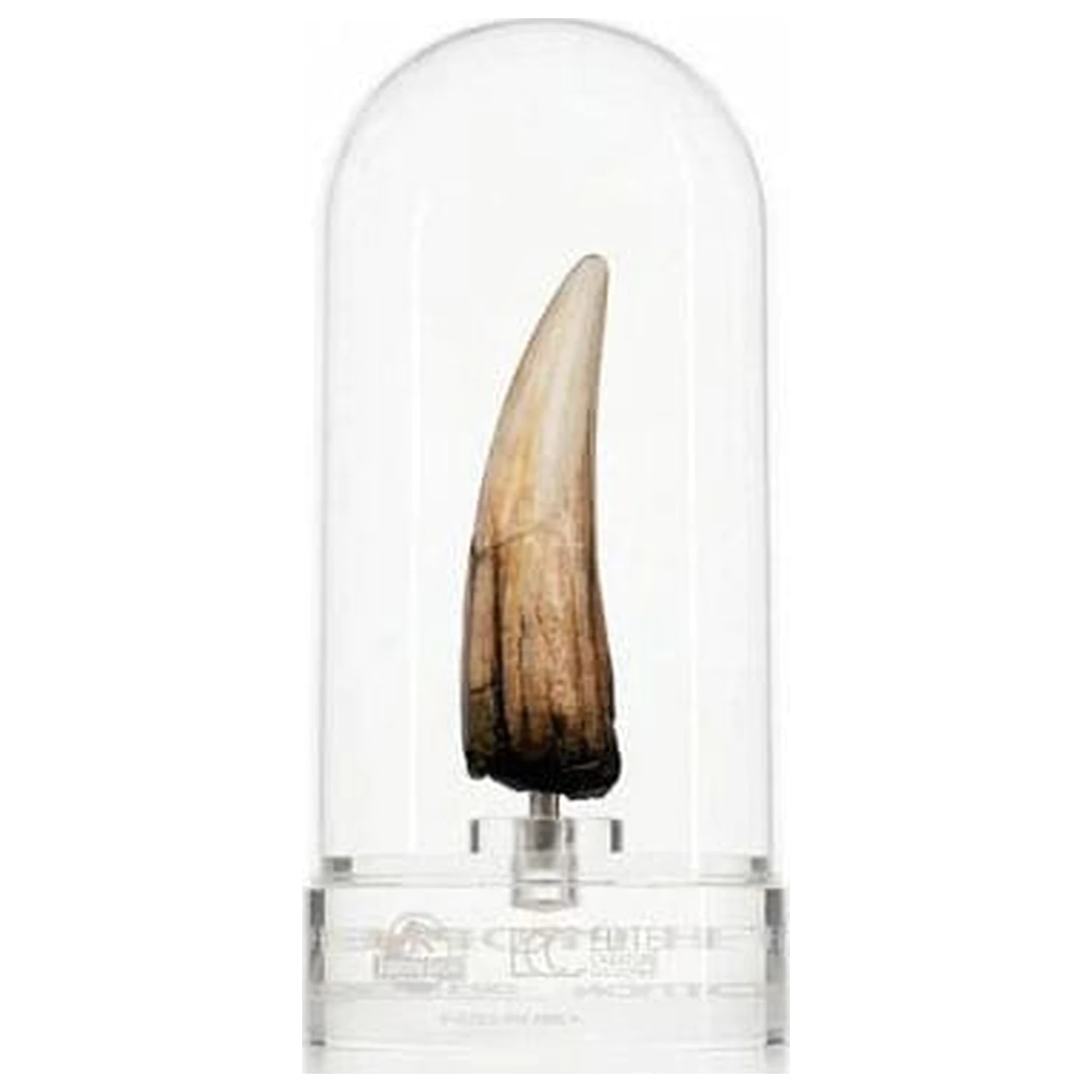 Jurassic Park III Prop Replica 1/1 Spinosaurus Tooth 14 cm poza produsului