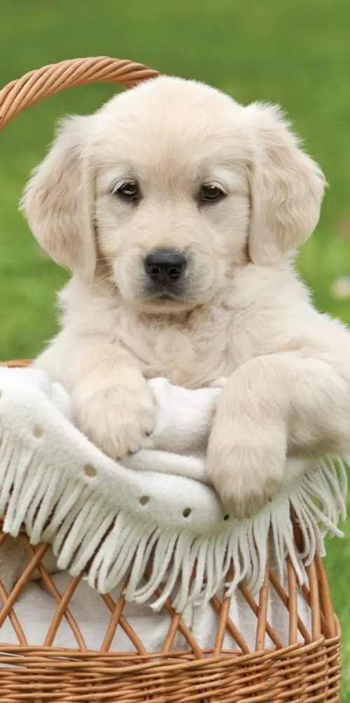 Prosop de plaja pentru caini, Prosop de baie 70*140cm poza produsului