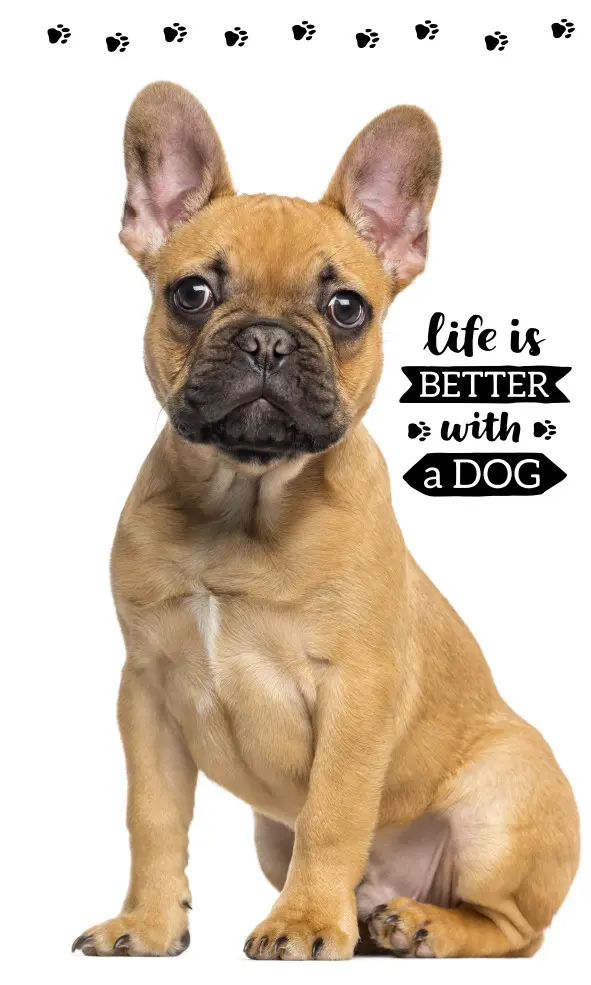 Prosop de maini si fata cu tema caini, prosop 30*50cm poza produsului