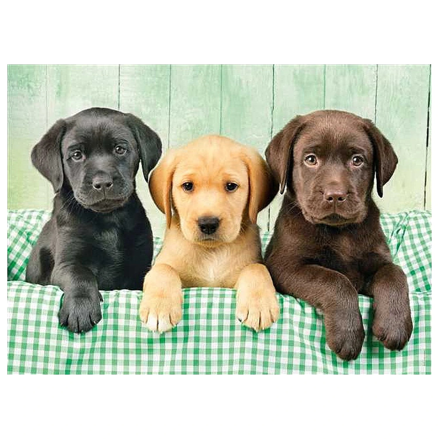 Dog Labrador puzzle cu 1000 de piese poza produsului