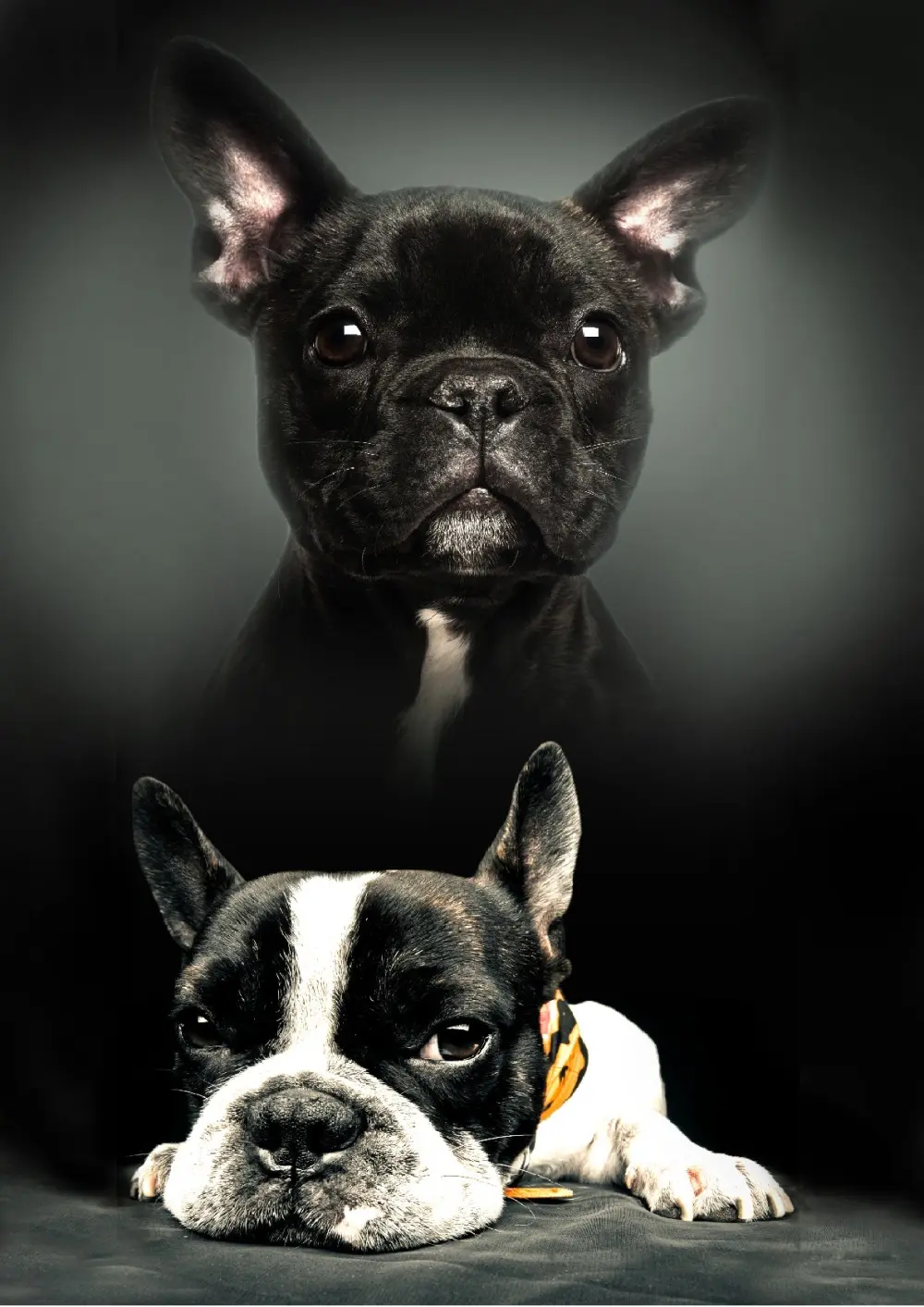 Pătură fleece cu imprimeu cățeluș 100*140cm poza produsului