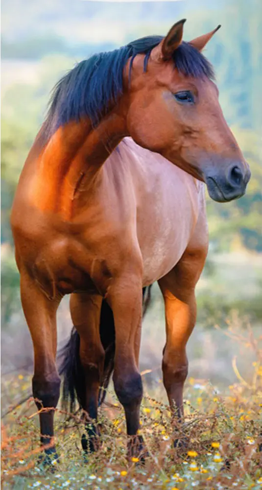 Equestrian Prosop de maini, prosop de fata, Prosop 30*50cm poza produsului