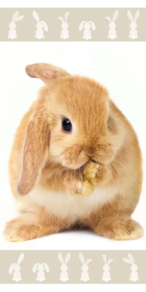 Prosop de baie Bunny, Prosop de plaja 70*140cm poza produsului