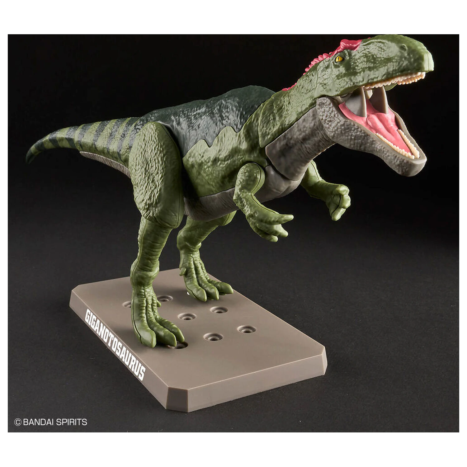 Model Kit Plannosaurus Giganotosaurus poza produsului