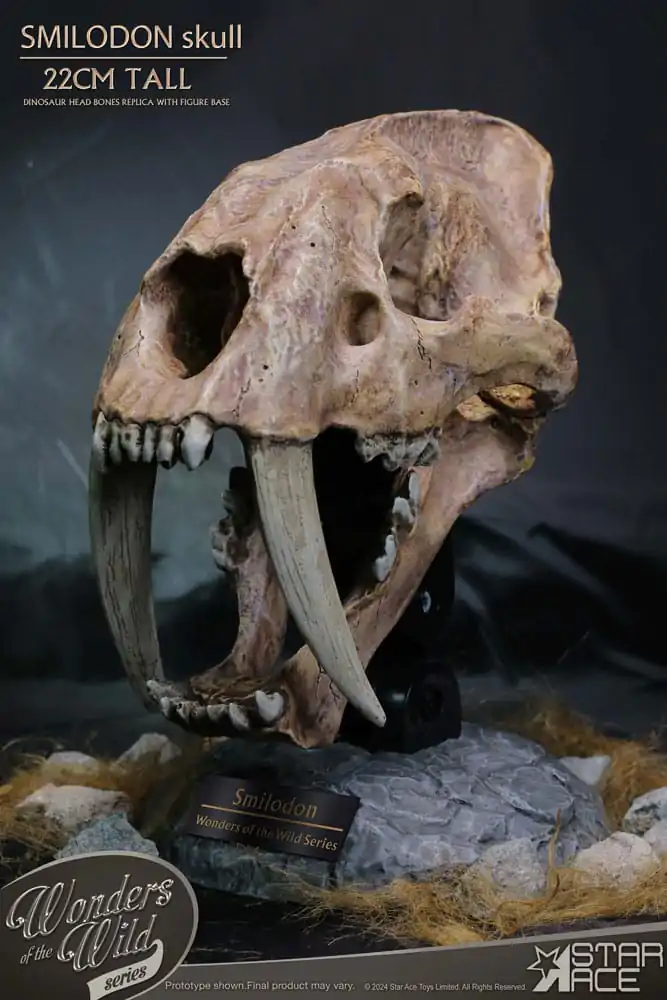 Wonders of the Wild Series Statuie Craniu Smilodon Fosil 22 cm poza produsului