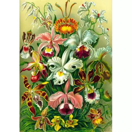 Puzzle Ernst Haeckel Orchid (1000 de piese) termékfotója