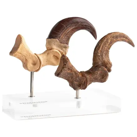 Jurassic Park ECC Elite Creature Line Statuie Gheara piciorului si setul de gheare fosilizate Velociraptor 20 cm poza produsului