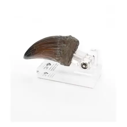 Statuie Jurassic Park T-Rex Mână Gheară 13 cm poza produsului
