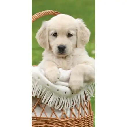 Prosop de plaja pentru caini, Prosop de baie 70*140cm poza produsului