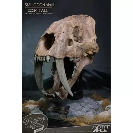 Wonders of the Wild Series Statuie Craniu Smilodon Fosil 22 cm termékfotója